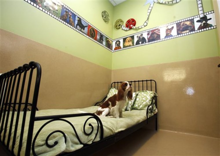 Lots of leg room for this canine in one of the Serenity Suites at the Barkley Pet Hotel & Day Spa in Westlake Village, Calif. Boarding a pet has changed a lot over the past decade, with choices that include a pet-only resort, a hotel and in-home care.